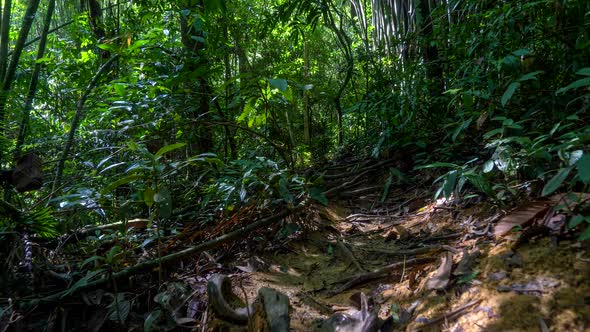 Gimbal Stabilized Tracking Shot Along Dirt Trail Through Green Jungles.