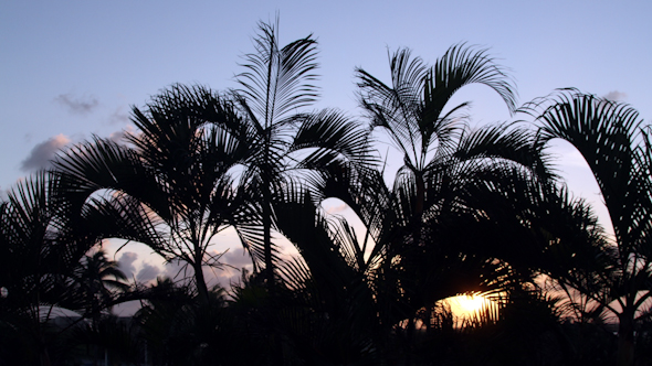 Palm Trees Shilouette Sunset 5