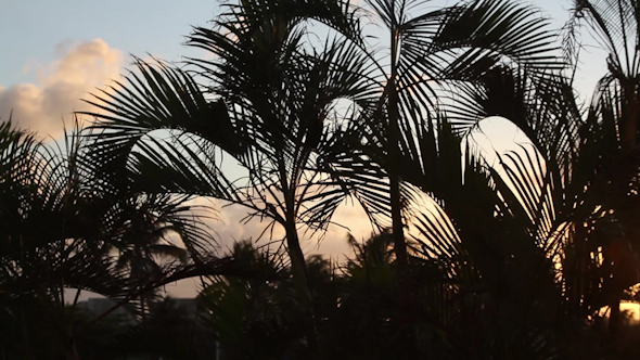 Palm Trees Shilouette Sunset 9 alt