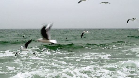 Seagulls Flying Over the Sea