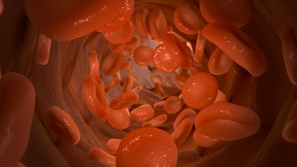 Red Blood Cells in Blood Vessel