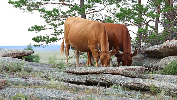 Brown Cows