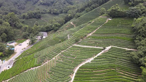 Longjing Tea Plantation