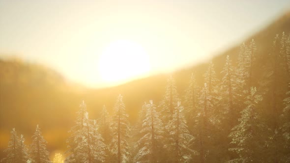 Pine Forest on Sunrise with Warm Sunbeams