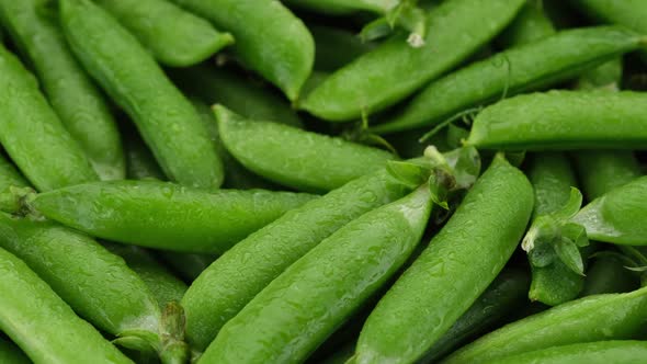 Raw green pea pod close up, rotation. 4K UHD video