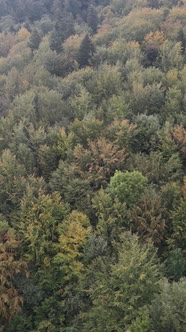 Aerial View of Trees in the Forest