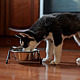 Husky Eating Food From a Bowl - VideoHive Item for Sale
