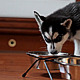 Husky Eating Food From a Bowl - VideoHive Item for Sale