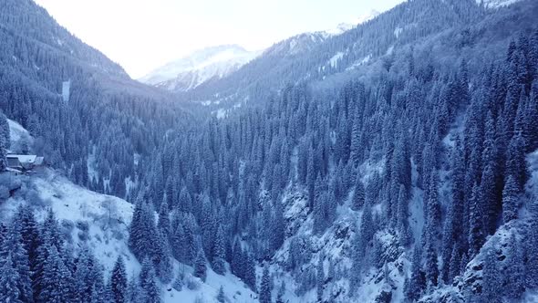 Metal Bridge Among Tall Fir Trees in Mountains