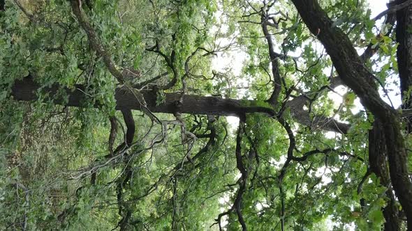 Aerial View of Green Forest in Summer