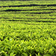Tea Plantation - VideoHive Item for Sale
