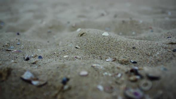 Closeup Sandy Beach Seashell