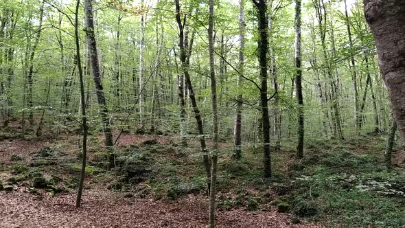 beech forest in Girona, called the Fageda d´en Jorda, typical place of Catalonia