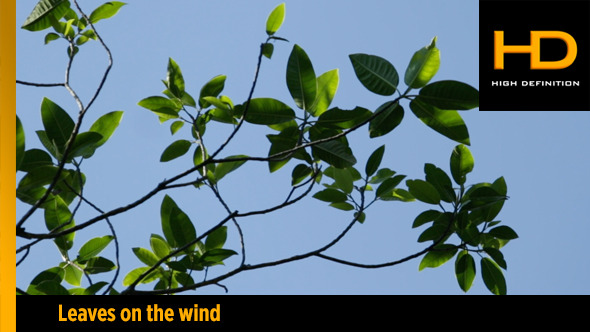 Leaves on the wind alt