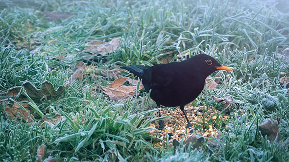 Black Bird Eats Seeds In Winter
