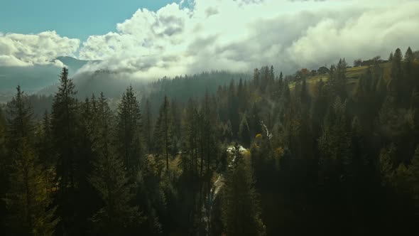 Aerial Drone View Flight Over Pine Tree Forest in Carpathians Mountains in Ukraine at Sunset