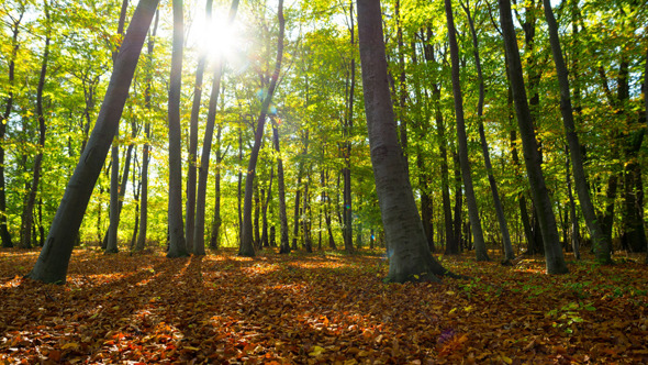 Forest & Sun