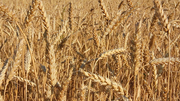 Yellow Field With Ripe Wheat