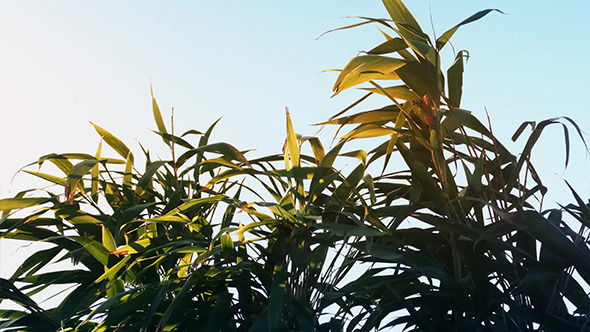 Tropical Plant In The Wind alt