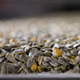 Sunflower seeds - VideoHive Item for Sale