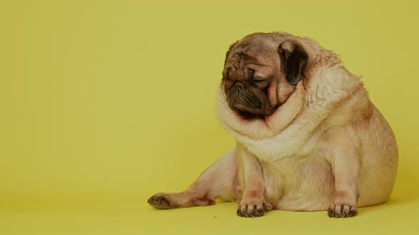 Cute Pug on a Yellow Background