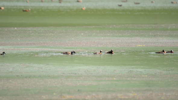 Wild Ruddy Shelduck Bird Family With Parents and Young Cubs in Natural Lake