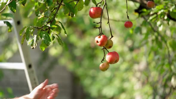 Man's hand tears apples from tree. Farmer plucking ripe fruit from apple tree.