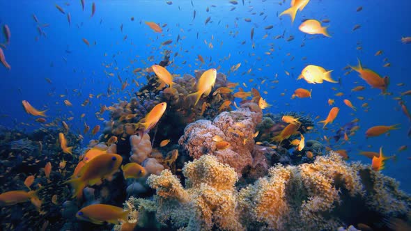 Underwater Orange Fish Scenery