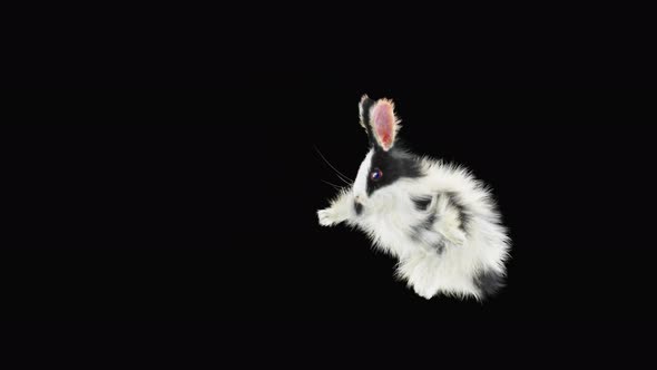 Rabbit Dancing 4K