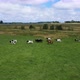 Large Herd of Frightened Cows Runs Along Fresh Green Pasture - VideoHive Item for Sale