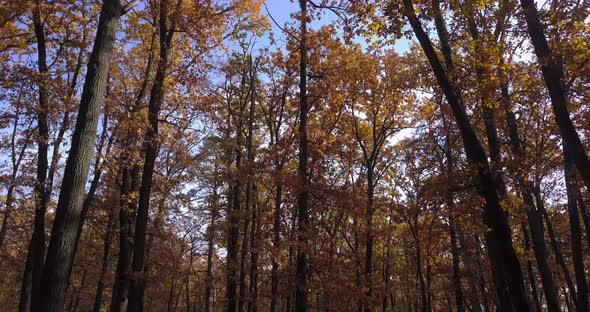 Moving Through Autumn Forest