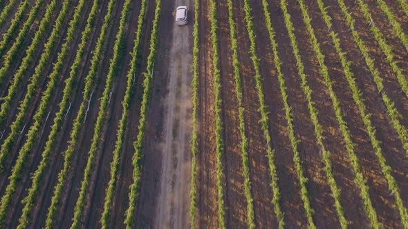 Taking Video From the Top with Drone of Amazing Green Field of Vineyard Concept of Agriculture and