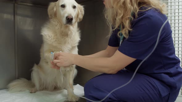 Golden retriever lying in animal hospital with IV drip. Shot with RED helium camera in 4K.