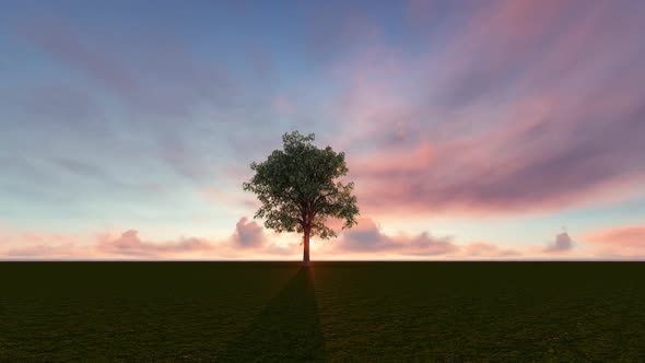 Tree Sunset Clouds