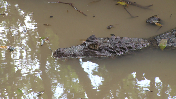 Caiman Quietly Waiting (3 Of 3)