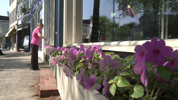 Beautiful Flowers Along A City Street (5 Of 5)