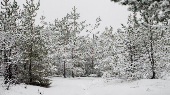 Background From Snowfall In Pine Forest