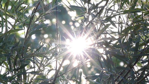 Bright Sun Shines Through Tree Foliage