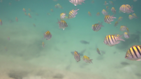 Caribbean Fish Underwater Mexico Coast 8