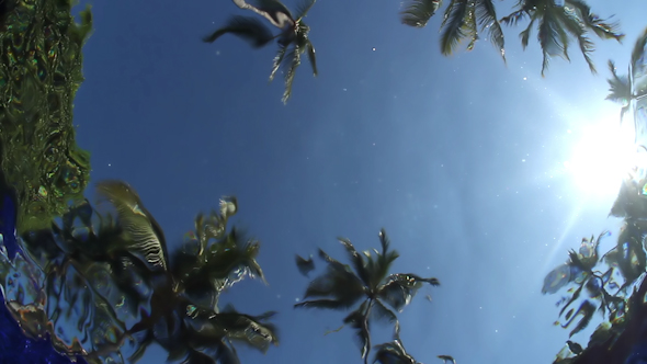 Underwater Swimming Pool Palm Trees 2