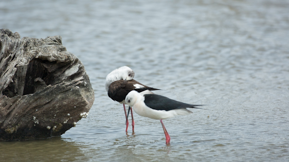 Storks Birds Nesting Park Water 8