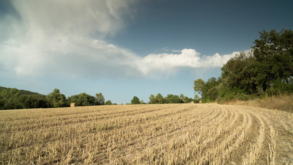 Harvest Field 3