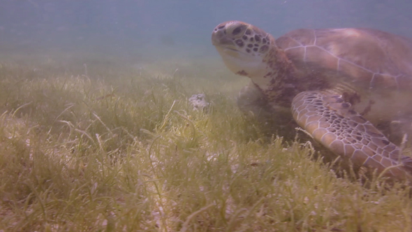 Loggerhead Turtle Underwater Mexico 16