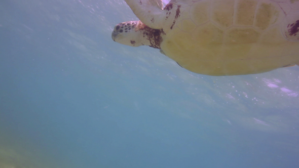 Loggerhead Turtle Underwater Mexico 18