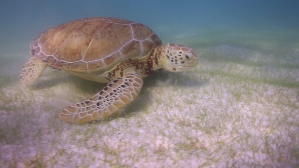 Loggerhead Turtle Underwater Mexico 44 alt