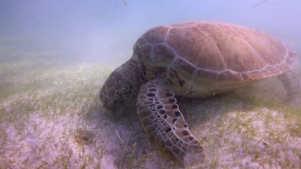 Loggerhead Turtle Underwater Mexico 46