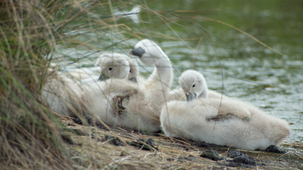 Swans Baby Cygnets Water Lake 1