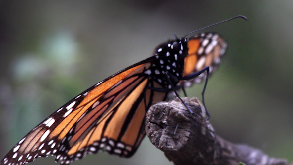 Monarch Butterfly Sanctuary Mexico 34