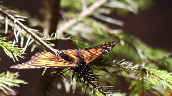 Monarch Butterfly Sanctuary Mexico 39