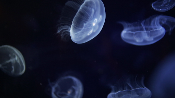 Jellyfish And Sea Life In An Aquarium 15